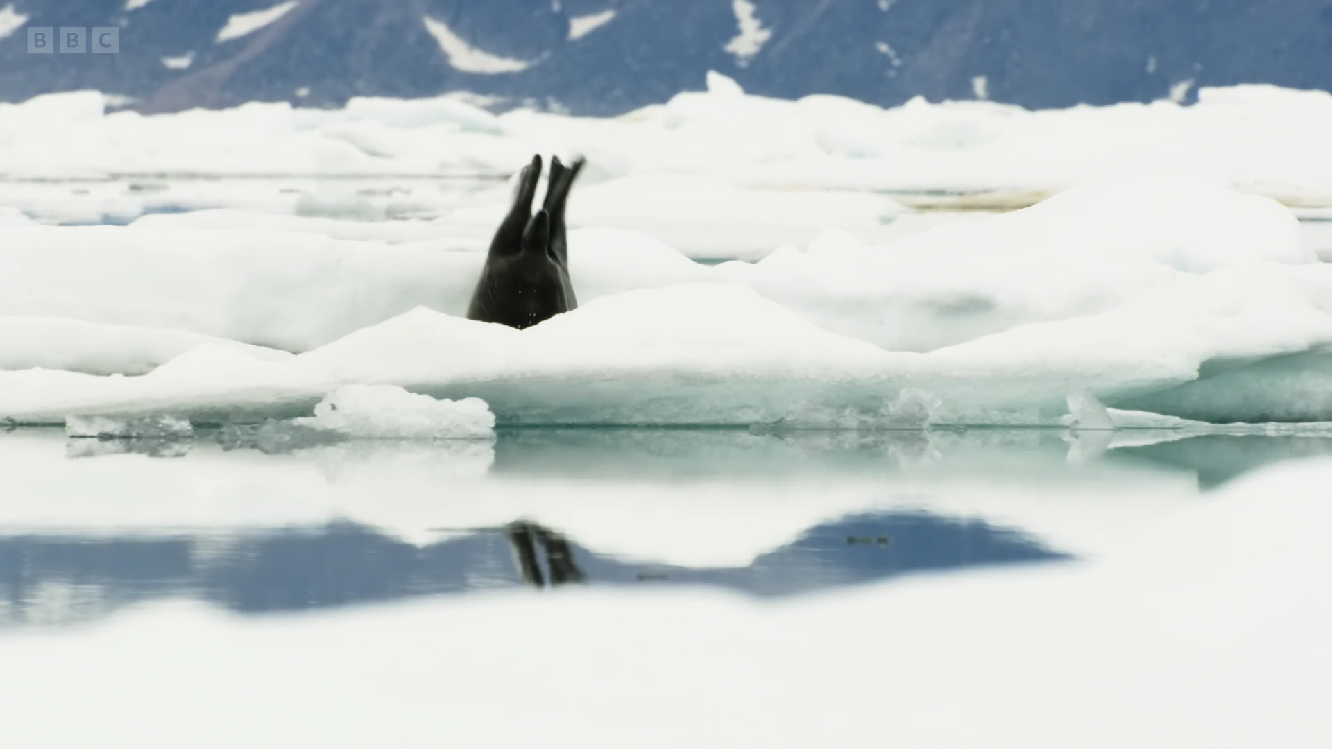 Eastern bearded seal (Erignathus barbatus barbatu) as shown in Frozen Planet II - Frozen Worlds